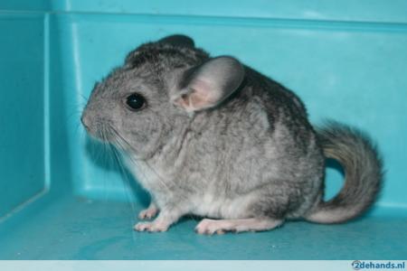 Chinchilla